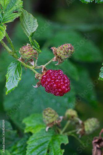 Burgundy berry of raspberry hybrid with blackberry.