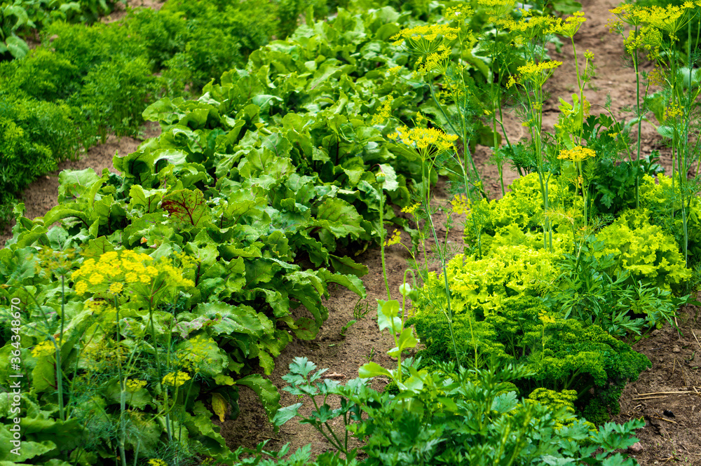 green leaves of different vegetables in the garden. green leaves of different vegetables in the garden.