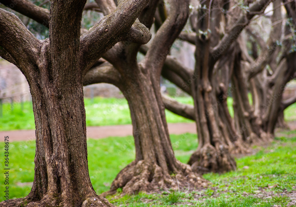 Row Of Old Small Trees Row Of Old Small Trees