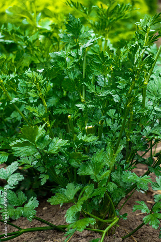 Green sprigs of parsley grow on a bed in a garden.