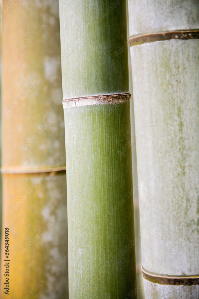 Fototapeta premium Bamboo close up