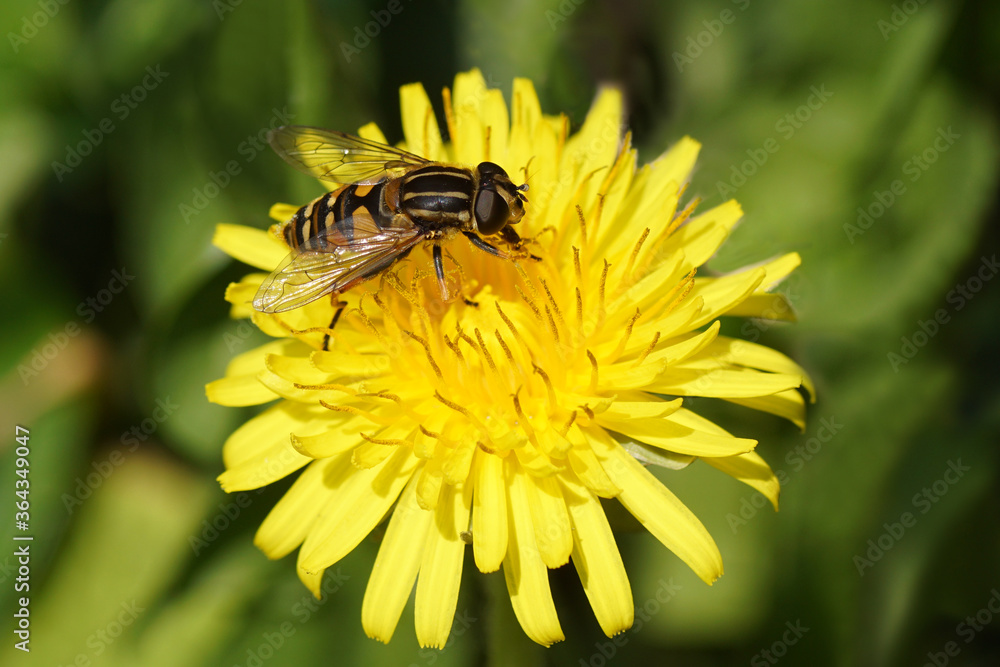 Sun fly, Tiger Marsh Fly, Helophilus pendulus of family Syrphidae on the flower of Taraxacum officinale, the common dandelion of the family Asteraceae or Compositae. Spring, April, Netherlands Sun fly, Tiger Marsh Fly, Helophilus pendulus of family Syrphidae on the flower of Taraxacum officinale, the common dandelion of the family Asteraceae or Compositae. Spring, April, Netherlands