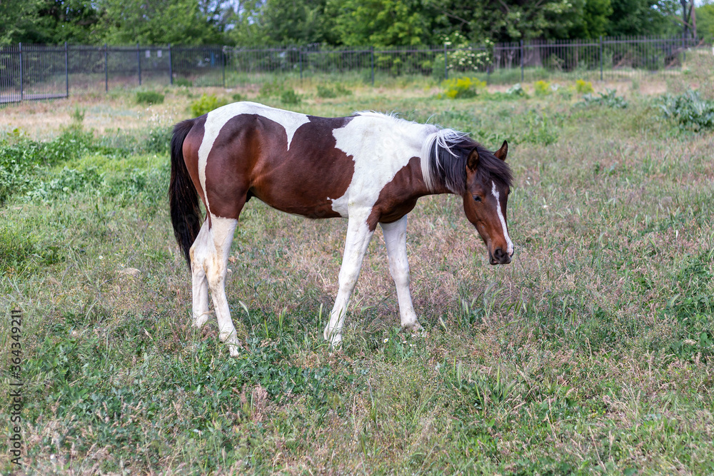 Young brown and white stallion standing on the green grass on the background of metal fence, grazing on a pasture. Domestic horse. Side view. Background Young brown and white stallion standing on the green grass on the background of metal fence, grazing on a pasture. Domestic horse. Side view. Background