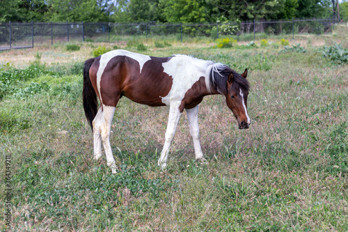 Young brown and white stallion standing on the green grass on the background of metal fence, grazing on a pasture. Domestic horse. Side view. Background © Svetlana