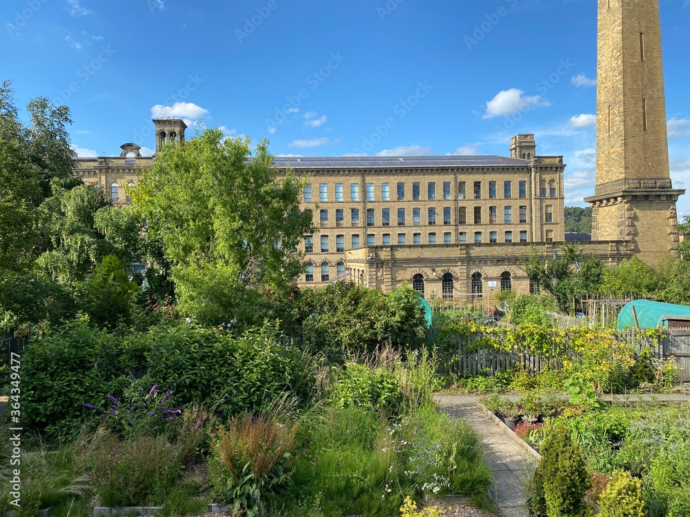Garden allotments in the foreground, with plants and shrubs, and the large Victorian Saltaire mill, in the background in, Saltaire, Bradford, UK.