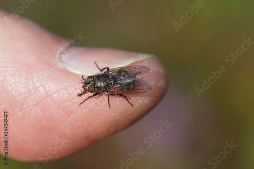 A cluster fly (Pollenia) family Calliphoridae on a thumb in a garden. Bergen, Netherlands, March 28, 2020. 