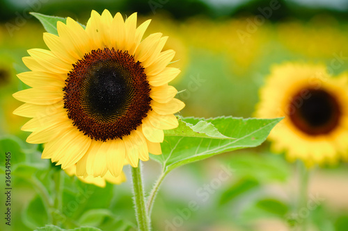 Sunflower field at Guanyin District, Taoyuan, Taiwan during the summer season.