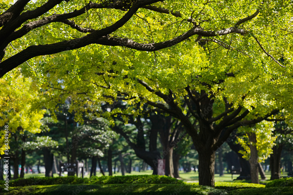 Obraz premium Beautiful tree lined park