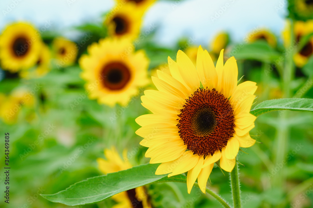 Sunflower field at Guanyin District, Taoyuan, Taiwan during the summer season. Sunflower field at Guanyin District, Taoyuan, Taiwan during the summer season.