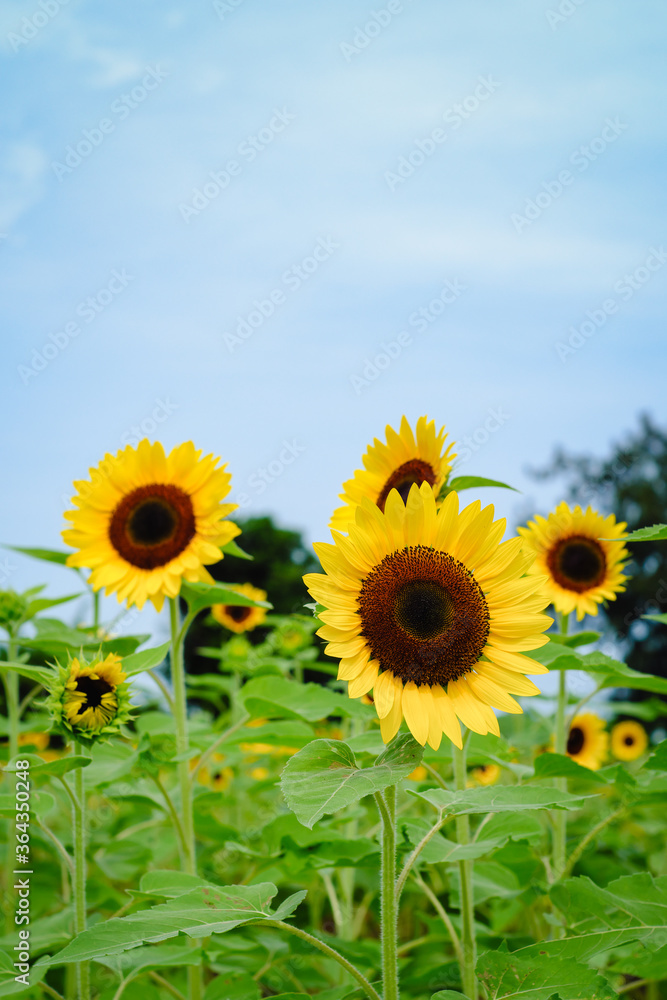 Sunflower field at Guanyin District, Taoyuan, Taiwan during the summer season.