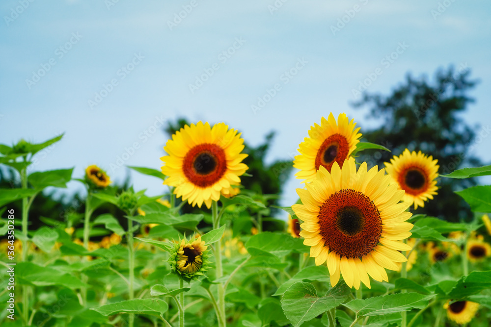 Sunflower field at Guanyin District, Taoyuan, Taiwan during the summer season.