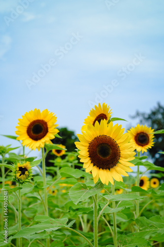 Sunflower field at Guanyin District  Taoyuan  Taiwan during the summer season.