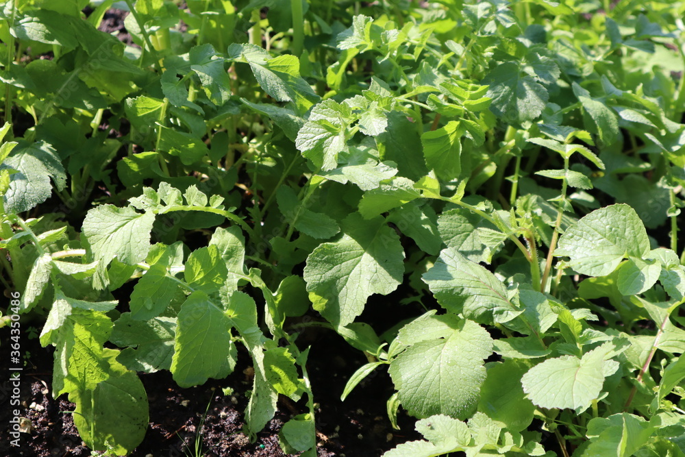 Garden Garden