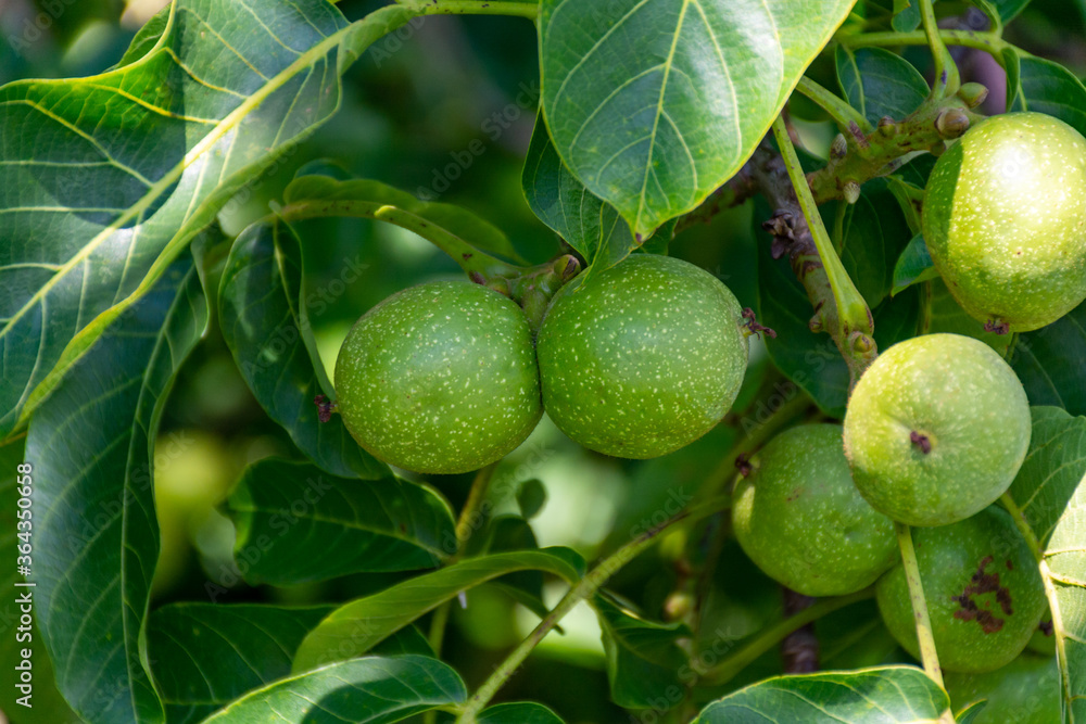 Walnut tree with big unripe nuts in green shell Walnut tree with big unripe nuts in green shell