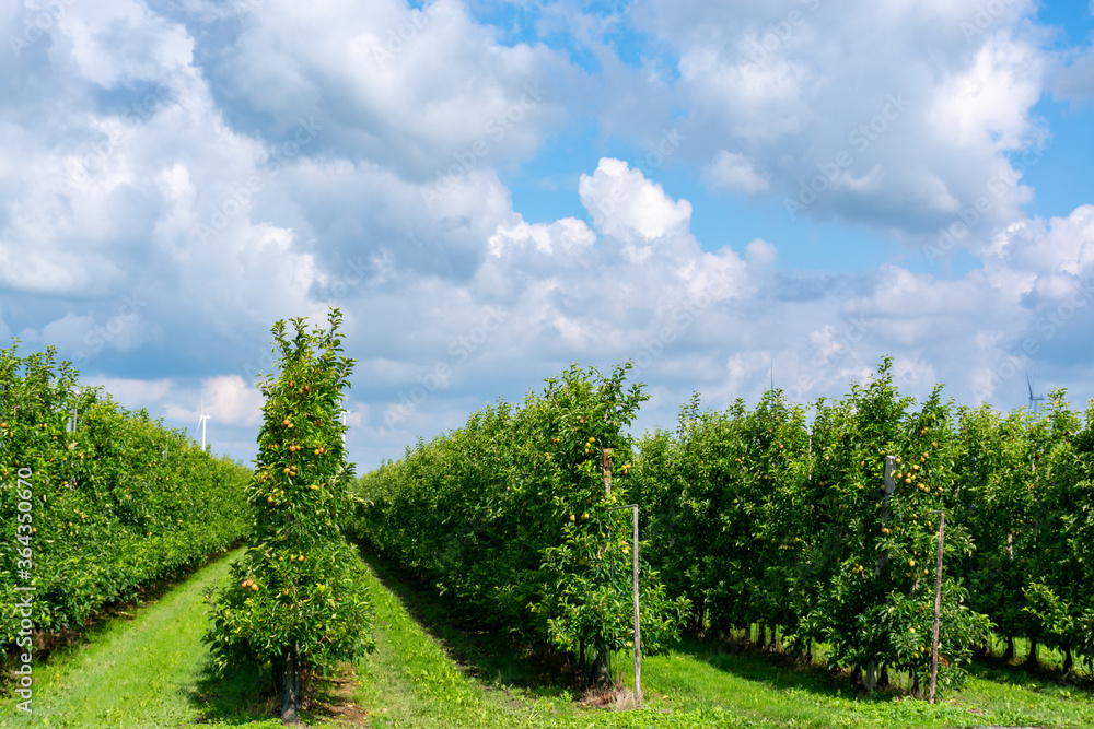 Green organic orchards with rows of apple trees with ripening fruits in summer Green organic orchards with rows of apple trees with ripening fruits in summer