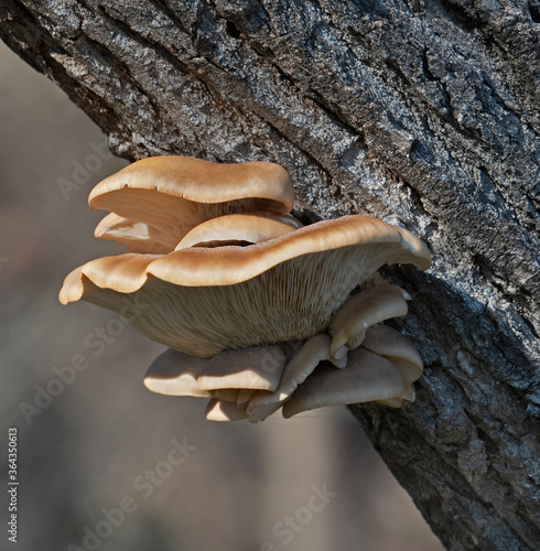 Foto mushrooms on a tree