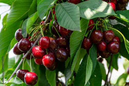 Big dark ripe cherries on cherry trees plantation in Netherland