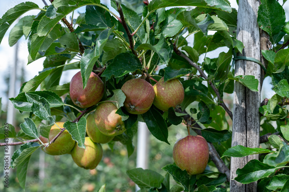 Green organic orchards with rows of apple trees with ripening fruits in summer Green organic orchards with rows of apple trees with ripening fruits in summer