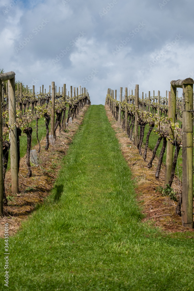 vineyard in devon england uk 