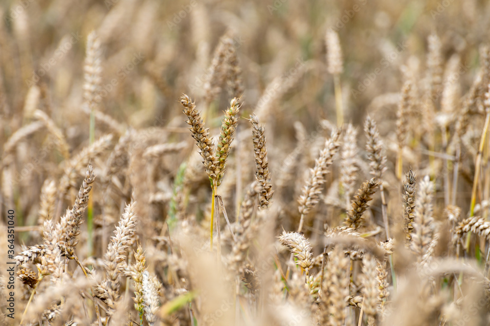 Dutch countryside landscape in summer with ripe wheat field Betuwe, Gelderland