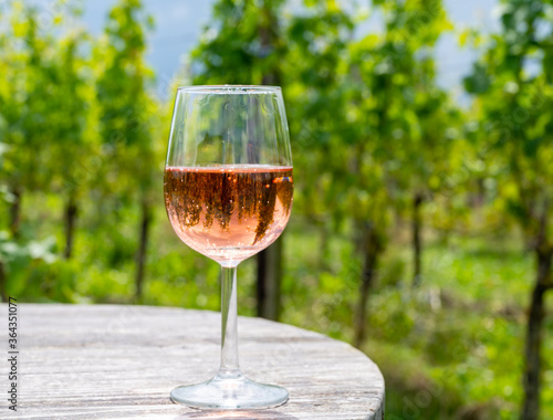 Tasting of Dutch rose wine on vineyard in summer
