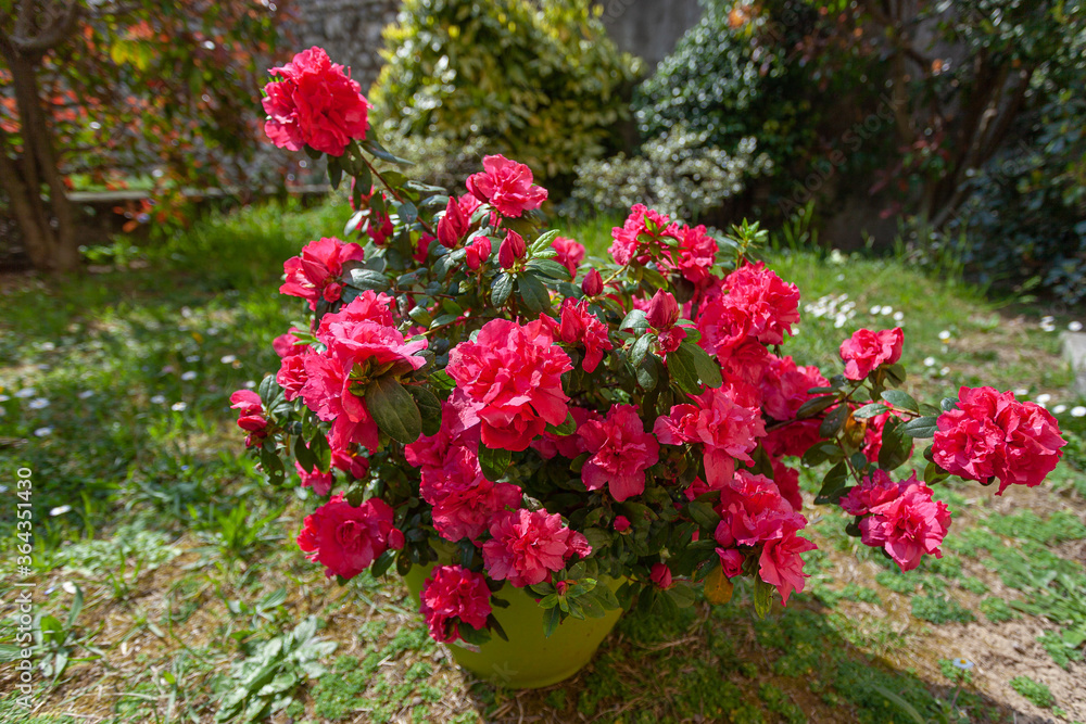 Vase with magnificent red azalea flowers. Image dedicated to floriculture and gardening Vase with magnificent red azalea flowers. Image dedicated to floriculture and gardening
