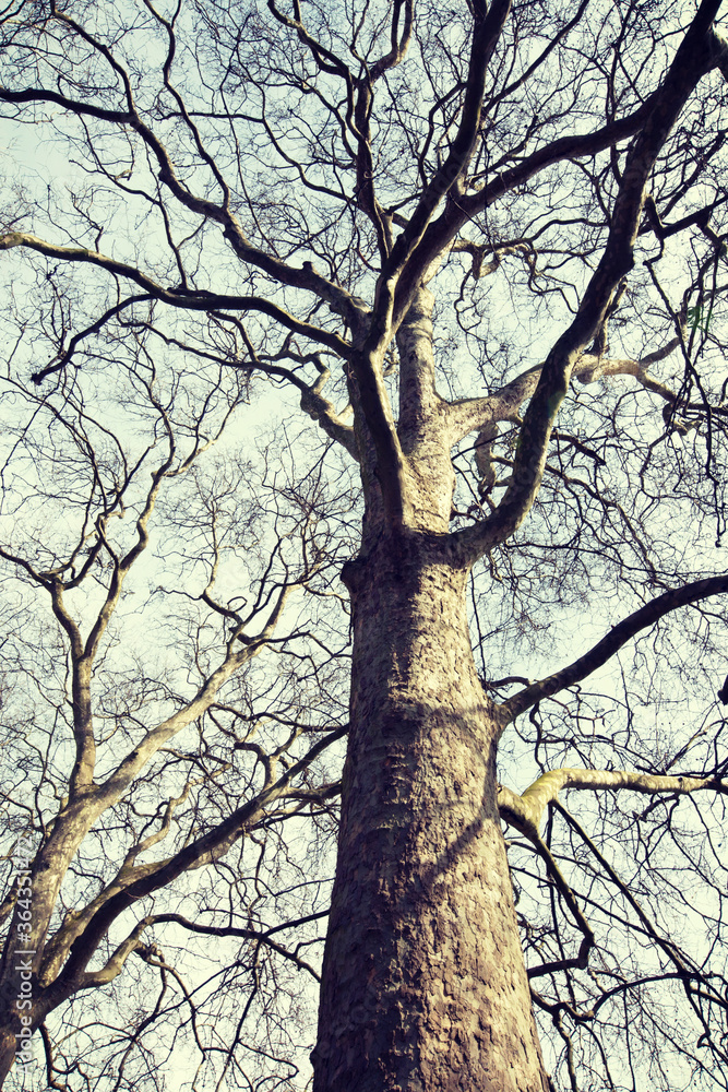 Tree in Winter Tree in Winter