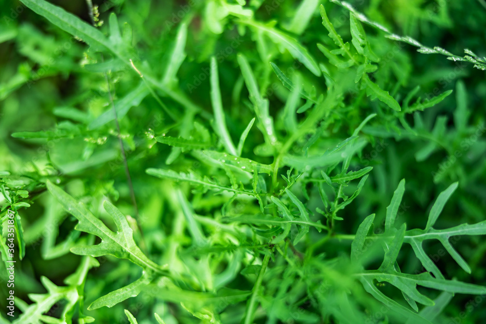 arugula background texture, the growing plants. Fresh Rocket salad organic arugula background texture, the growing plants. Fresh Rocket salad organic