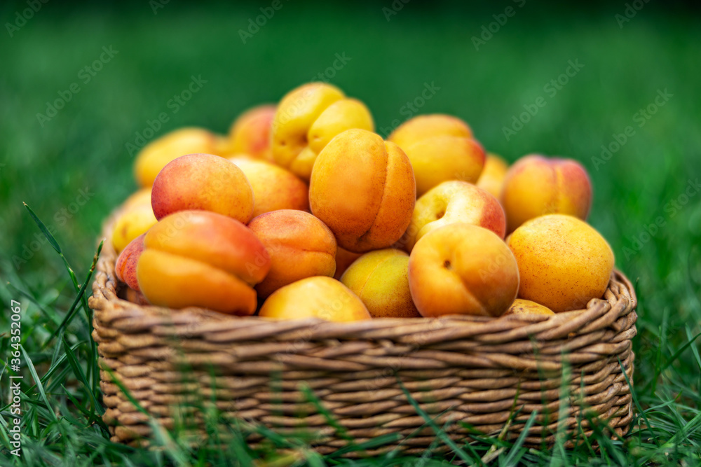 Summer is a picnic time, apricots in a basket on a background of green grass. Fresh fruits.