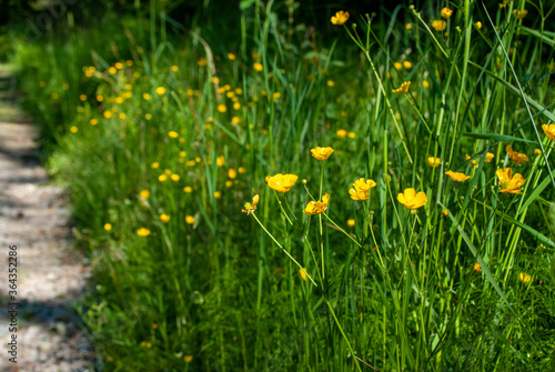 Fototapeta Naklejka Na Ścianę i Meble -  yellow flowers in the grass