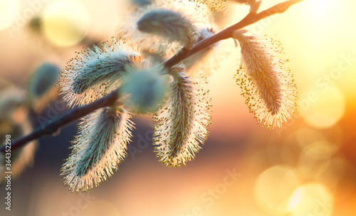 Pussy willow with open fluffy yellow buds over sunset spring nature background. Blooming spring willow flowers backdrop, Close-up. Easter art design