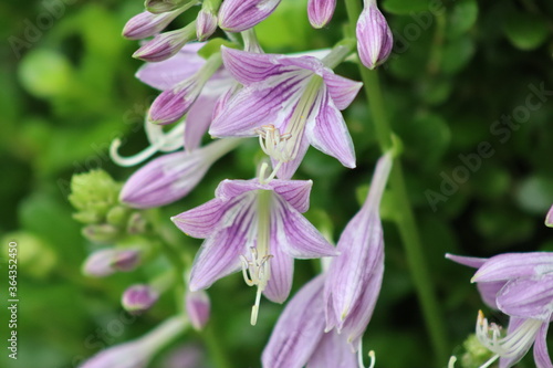 Hosta flowers