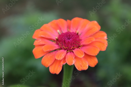 Orange flower, flower