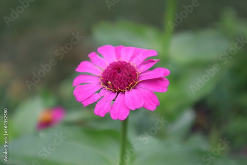 Flower, flowers, pink flower