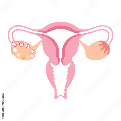 Reproductive system concept