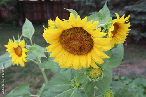 Sunflower, Bee