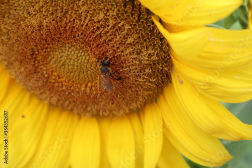 Sunflower, Bee