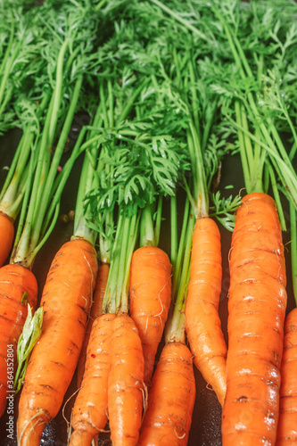 carrots with green stems on a black table. copy space, close up, vertical orientation