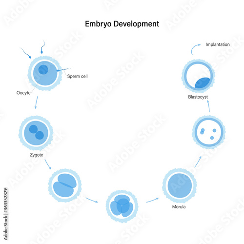 Reproductive system concept