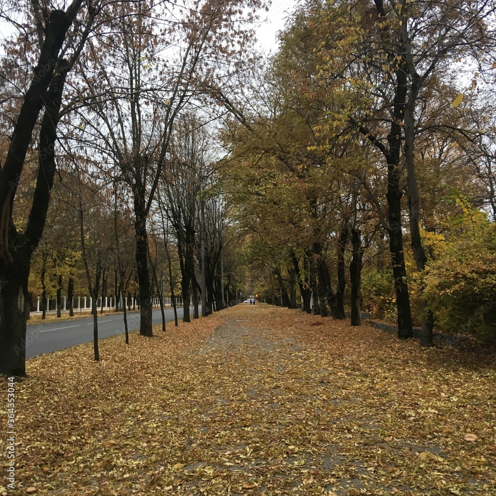 Fototapeta premium autumn in the park