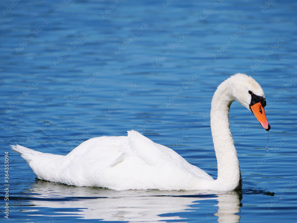 white swan floating on a river in sunshine white swan floating on a river in sunshine