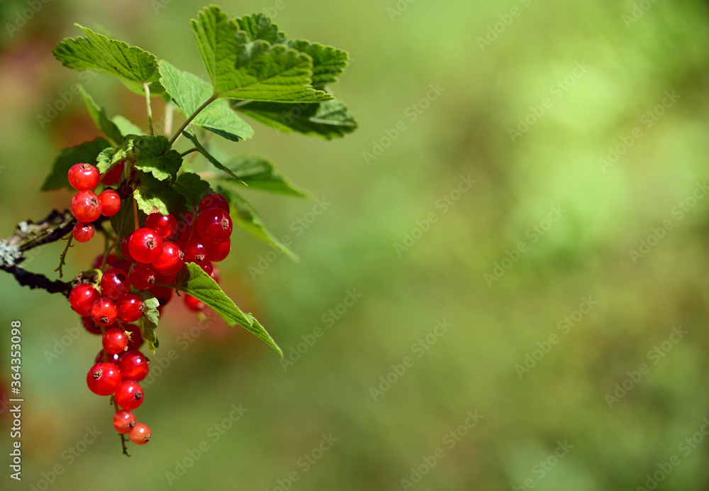 Close-up of red ripe currants growing on the shrub against green background