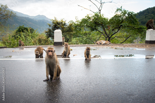 Groupe de petits singe sur le bords d'une route de montagne au Sri Lanka photo