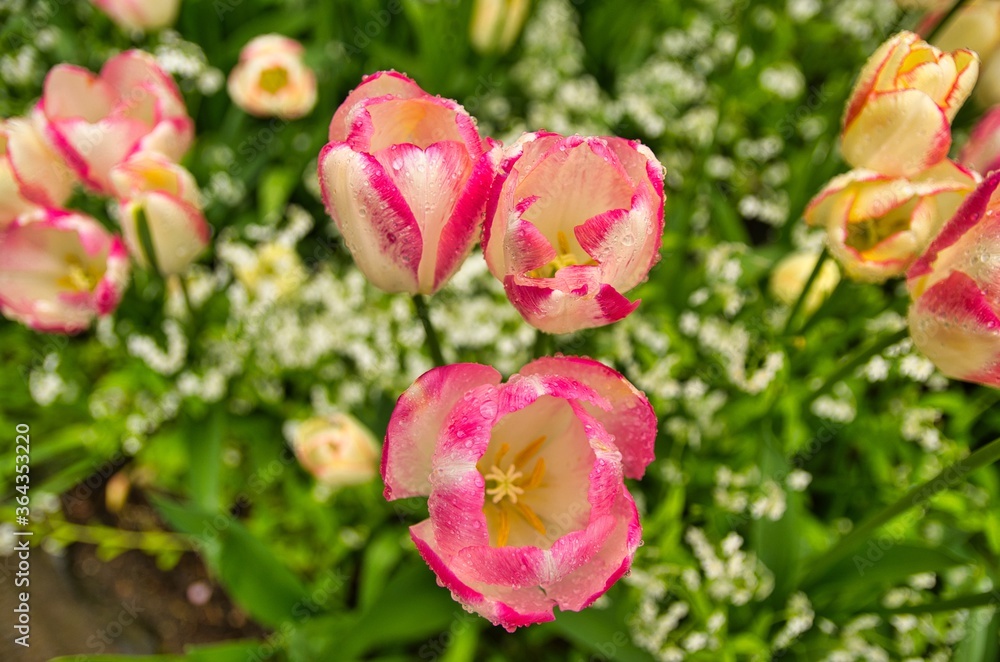 Beautiful and colorful Tulips in full bloom in a garden in Victoria, Canada Beautiful and colorful Tulips in full bloom in a garden in Victoria, Canada