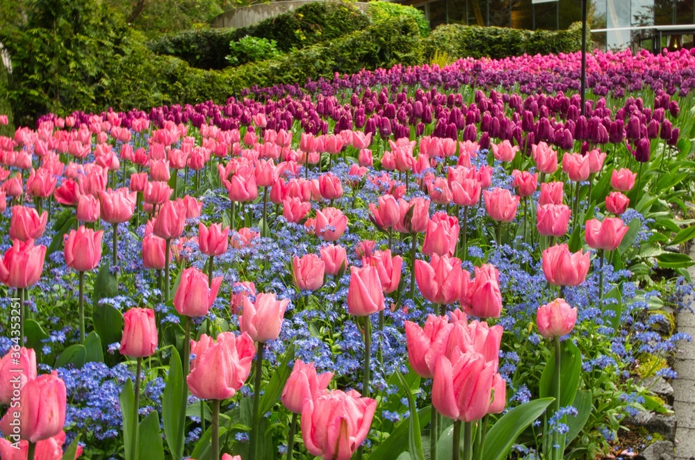 Beautiful and colorful Tulips in full bloom in a garden in Victoria, Canada