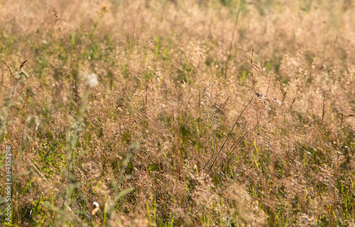 field spikelets in the meadow floral background, horizontal format. Use in medical infographics.