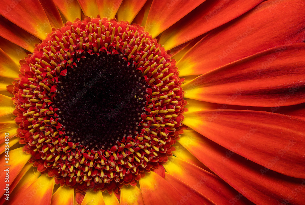 Amazing orange gerbera. Macro view. Amazing orange gerbera. Macro view.