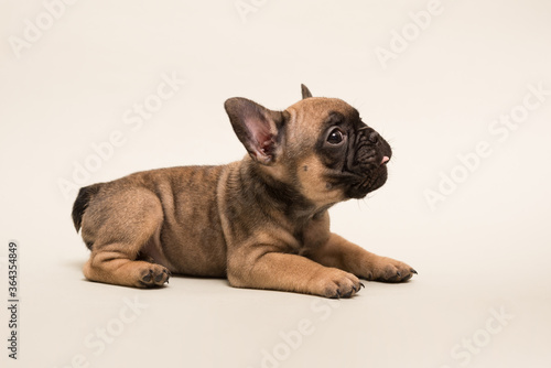 Fototapeta Naklejka Na Ścianę i Meble -  French Bulldog puppy. Cute little puppy.