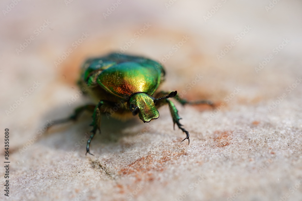 Close up of green bronze beetle. Concept of wildlife. Close up of green bronze beetle. Concept of wildlife.