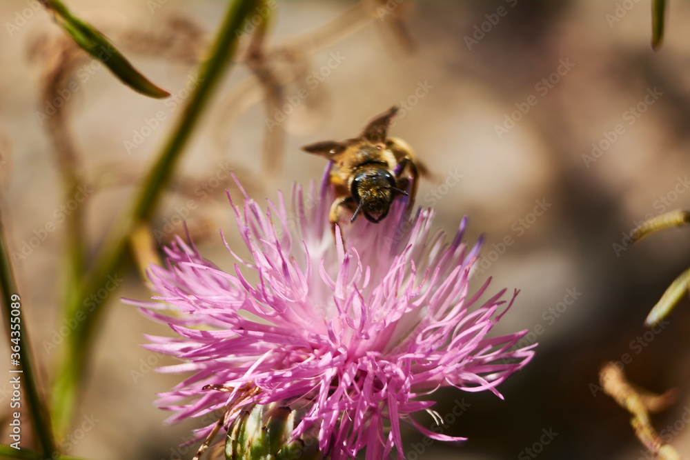 Bee on pink flower eating pollen Bee on pink flower eating pollen